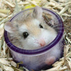 Hamster in een potje